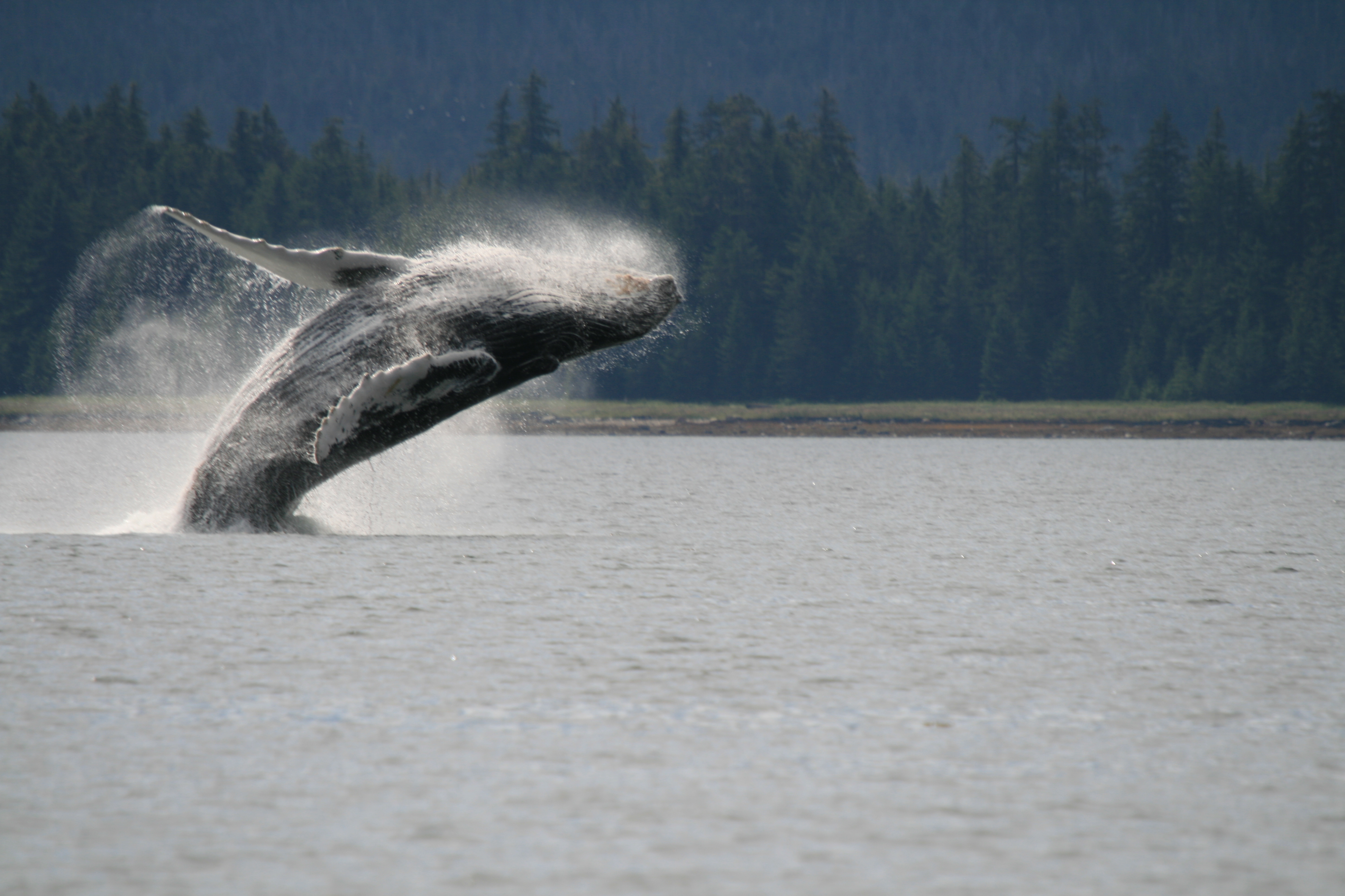 whale out of water